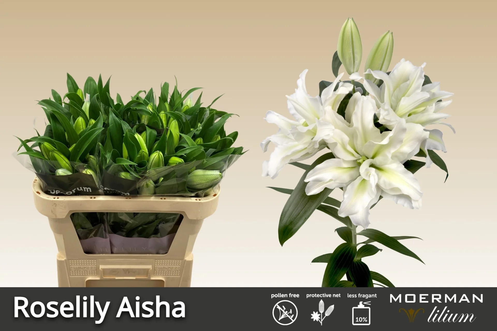 LI-OR-DU-RL-AISHA-75CM