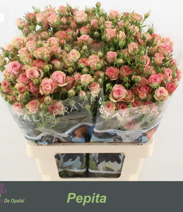 R-TR-PEPITA-65CM