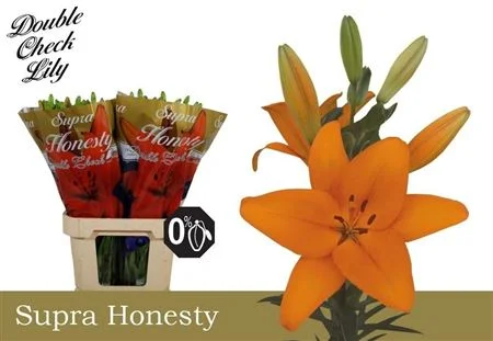 LI-LA-HONESTY-5-90CM