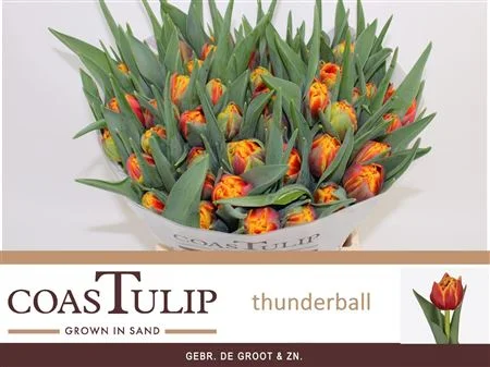 TU-COAS-DU-THUNDERBALL-40CM