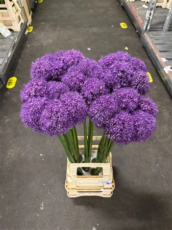 ALLIUM-GROOTBLOEMIG