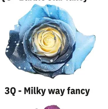 BOYALI EKVATOR GÜL MİLKY VAY FANCY 