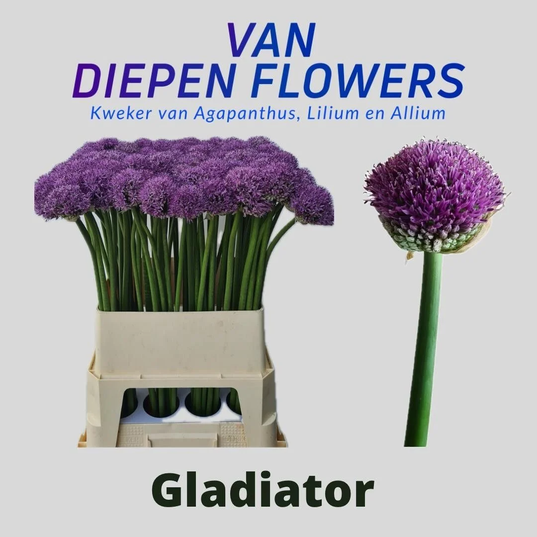 ALLIUM-GLADIATOR-80CM-80CM
