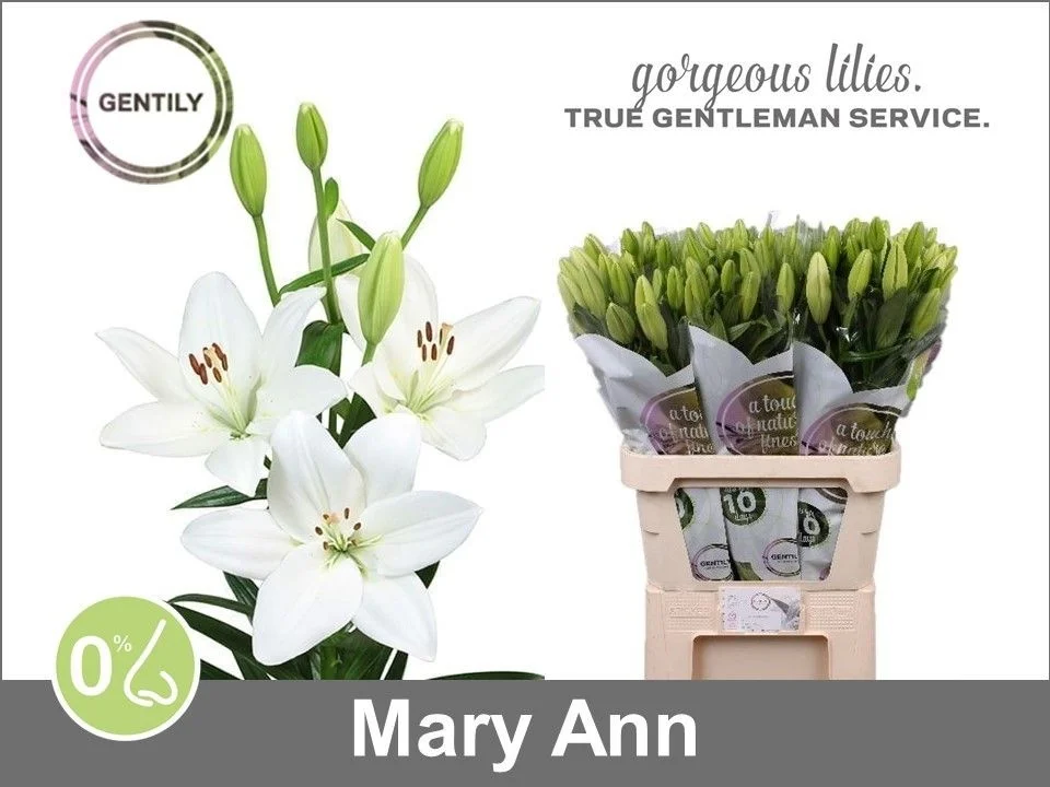 LI-LA-MARY-ANN-4-90CM
