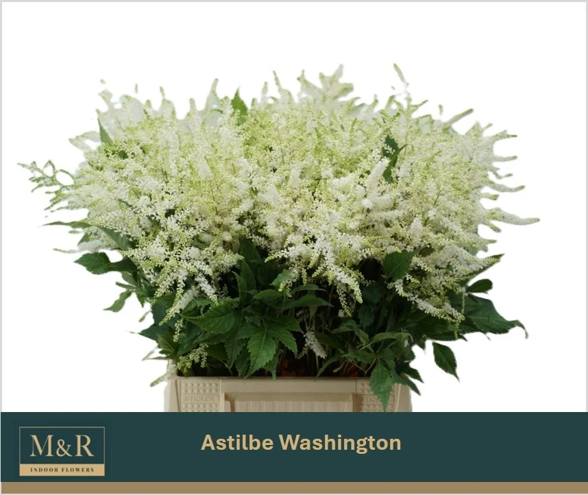 ASTIL-JA-WHASINGTHON-50CM