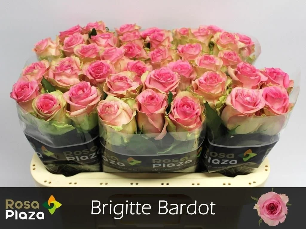 R-GR-BRIGITTE-BARDOT-60CM