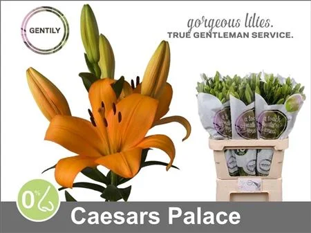 LI-LA-CAESARS-PALACE-5-90CM