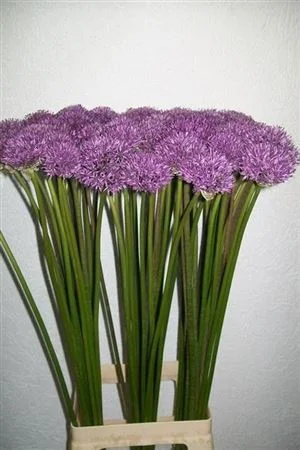 ALLIUM-GLADIATOR-85CM-85CM