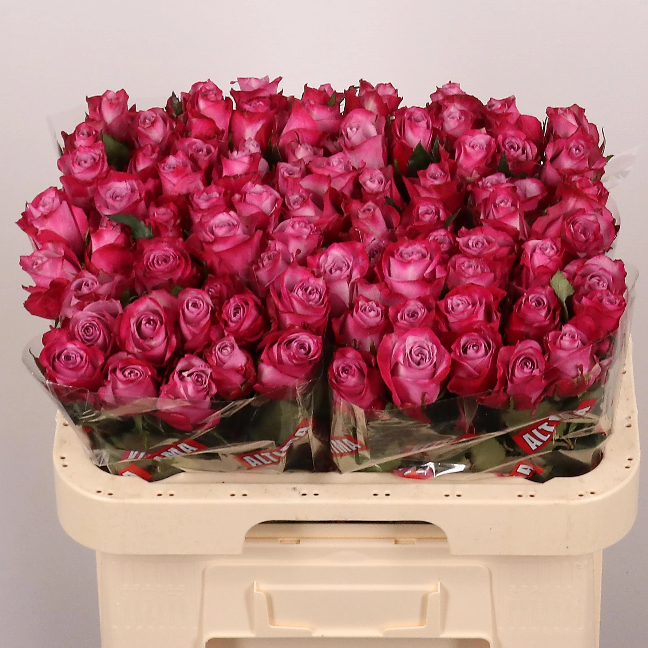 R-GR-DEEP-PURPLE-60CM