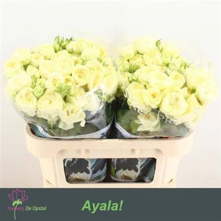 R-TR-AYALA-70CM-70CM