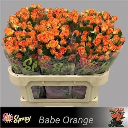 R-TR-BABE-70CM