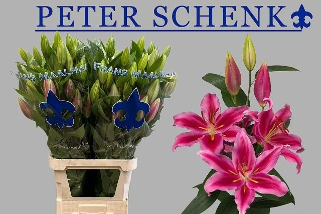 LI-OR-PETER-SCHENK-105CM