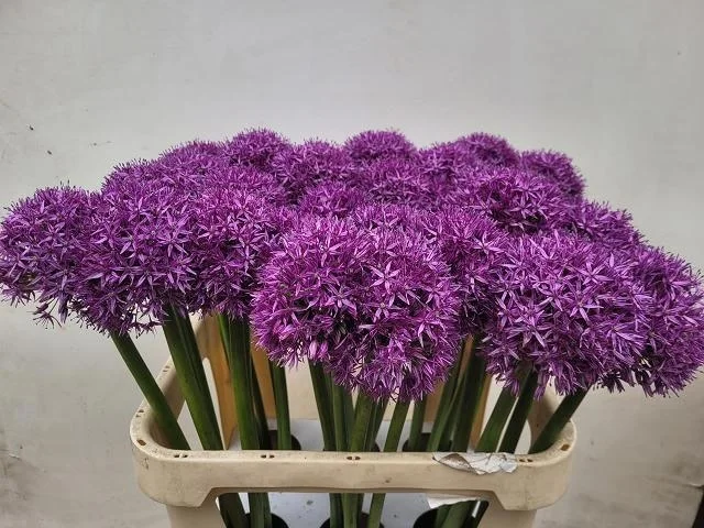 ALLIUM-GLOBEMASTER-80CM-80CM