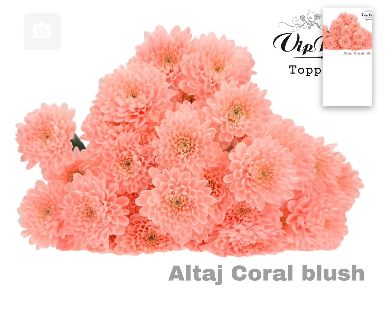 CHR ALTAJ CORAL BLULS