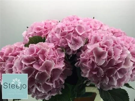 HYDR-M-CH-VERENA-90CM