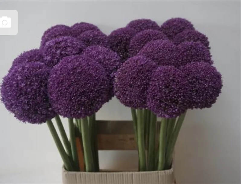ALLIUM-AMBASSADOR-90CM-90CM