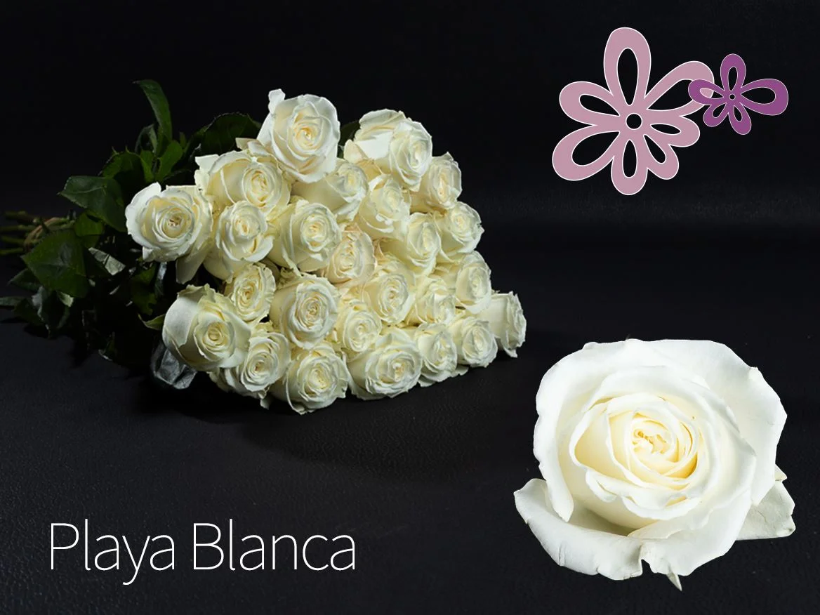 EKVATOR GÜL PLAY BLANCA BEYAZ 