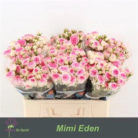 R-TR-MIMI-EDEN-55CM-55CM