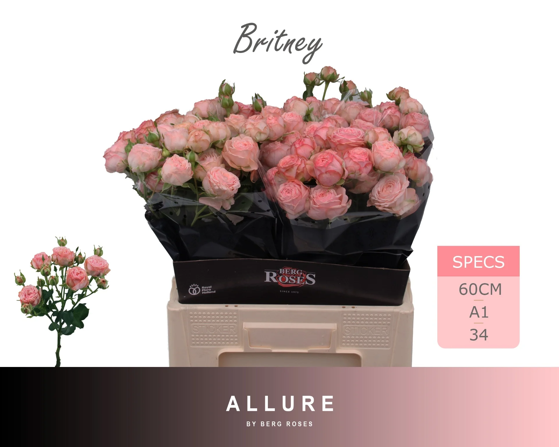 R-TR-BRITNEY-60CM