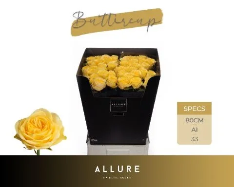 R-GR-BUTTERCUP-80CM-80CM