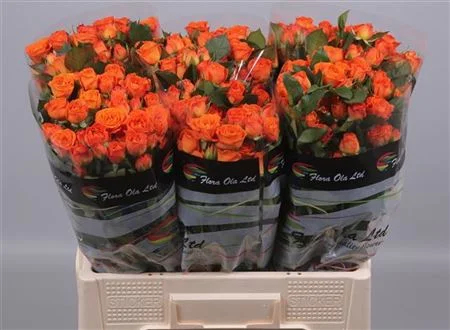 R-TR-BABE-60CM