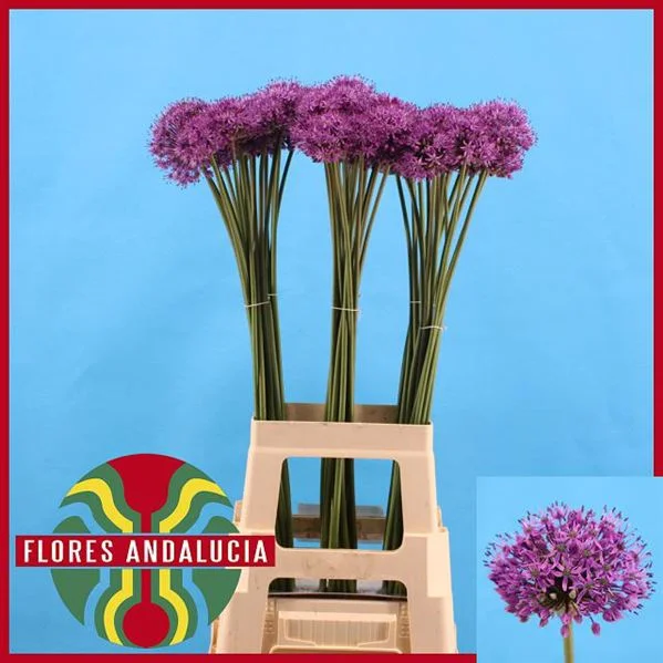 ALLIUM-GLADIATOR-ATIK-90CM