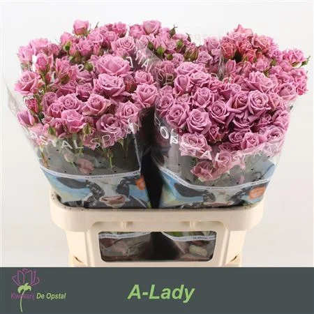 R-TR-A-LADY-80CM