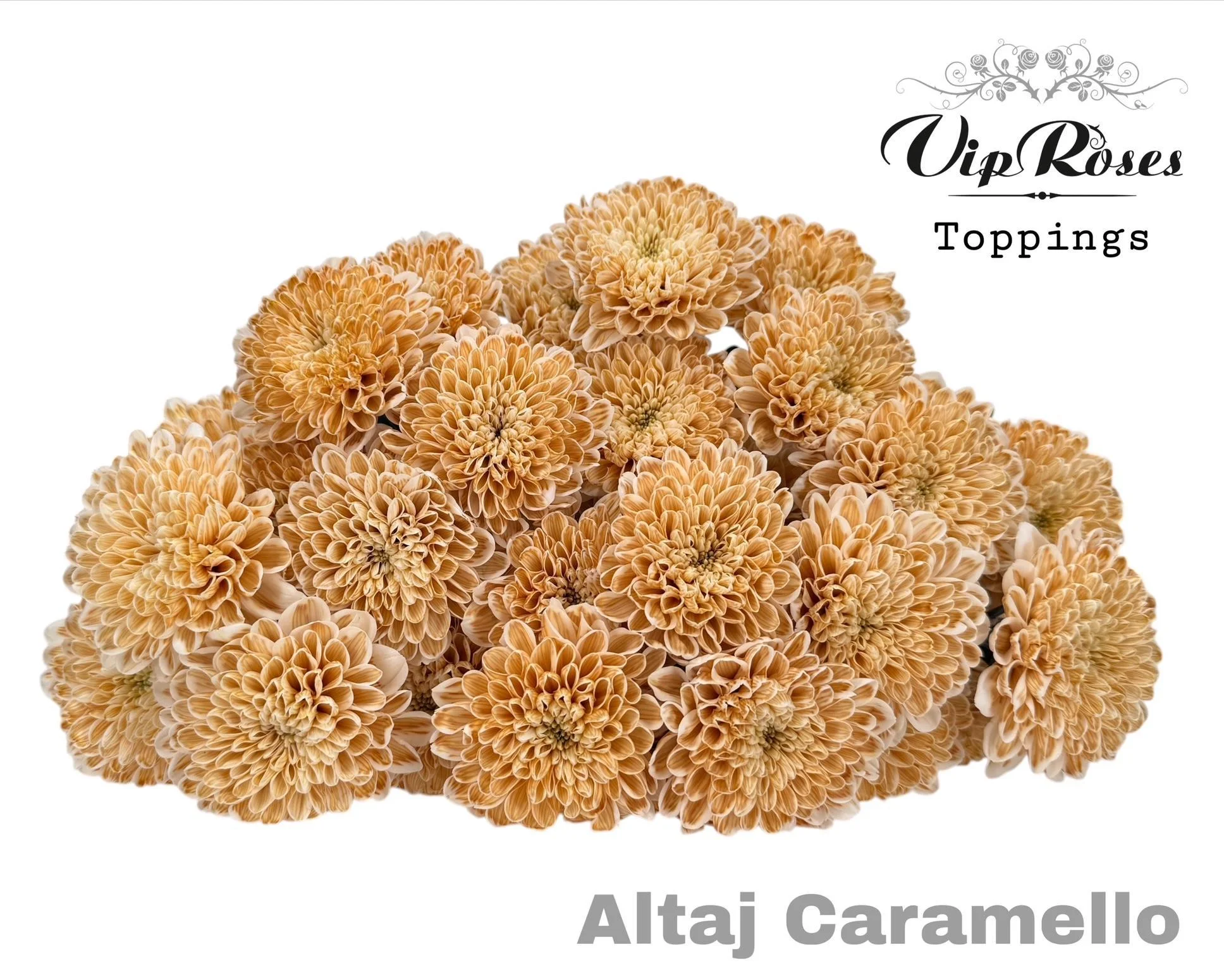 CHR-T-ALTAJ-CARAMELLO-65CM