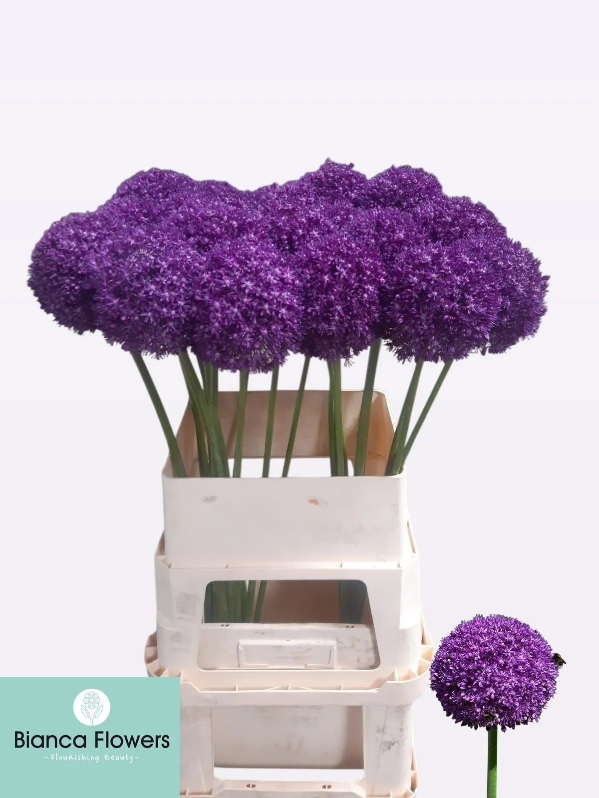 ALLIUM-AMBASSADOR-90CM