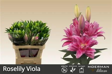 LI-OR-DU-RL-VIOLA-90CM