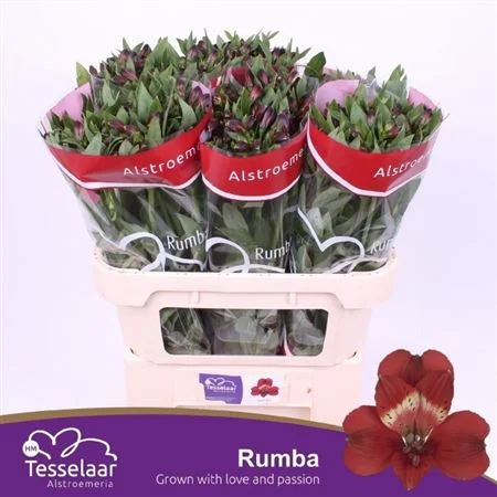ALSTR-RUMBA-75CM
