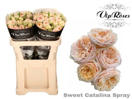 R-TR-SWEET-CATALINA-70CM