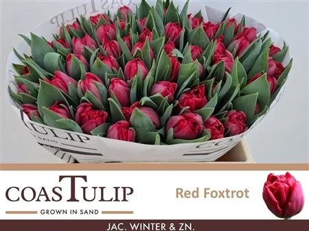 TU-COAS-DU-RED-FOXTROT-38CM