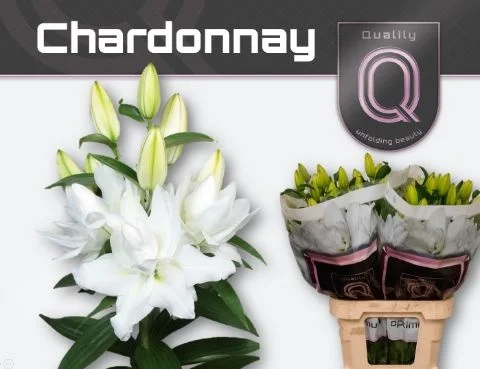 LI-OR-DU-CHARDONNAY-85CM