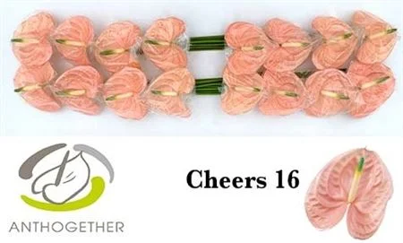 ANTH-A-CHEERS-16-CM