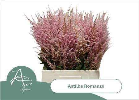 ASTIL-C-ROMANZE-70CM-70CM