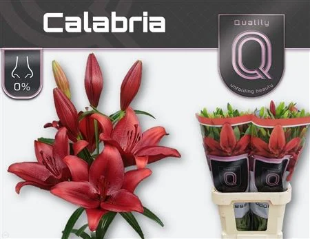 LI-LA-CALABRIA-4-90CM