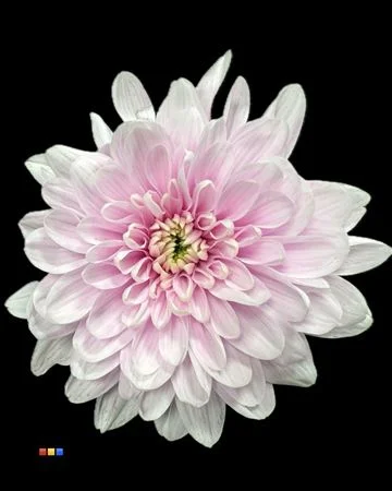 CHR-T-2-KL-BALTICA-PASTEL-CERISE-70CM