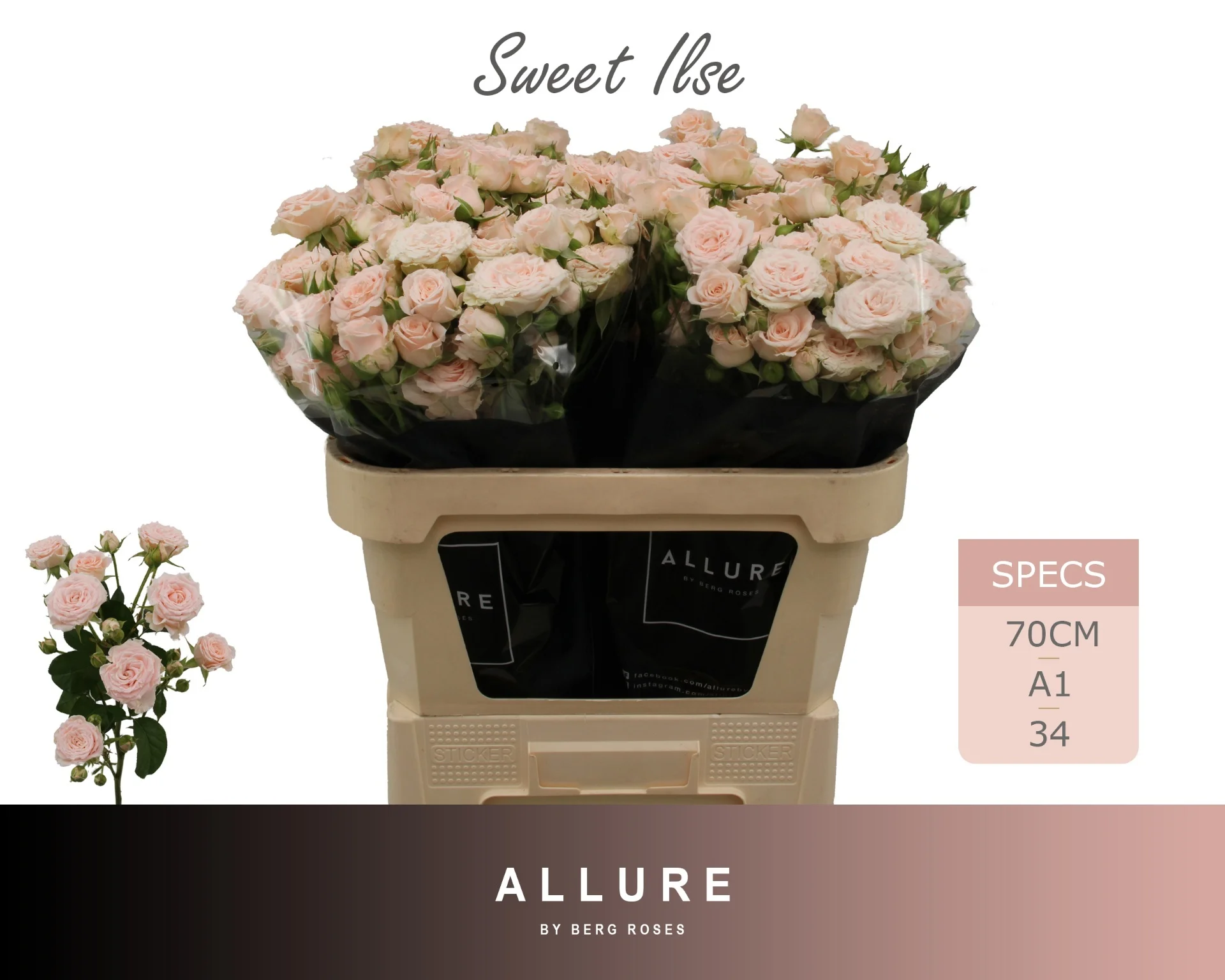 R-TR-SWEET-ILSE-70CM