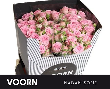 R-TR-MADAM-SOFIE-70CM-70CM