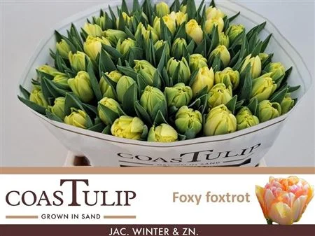 TU-COAS-DU-FOXY-FOXTROT-38CM