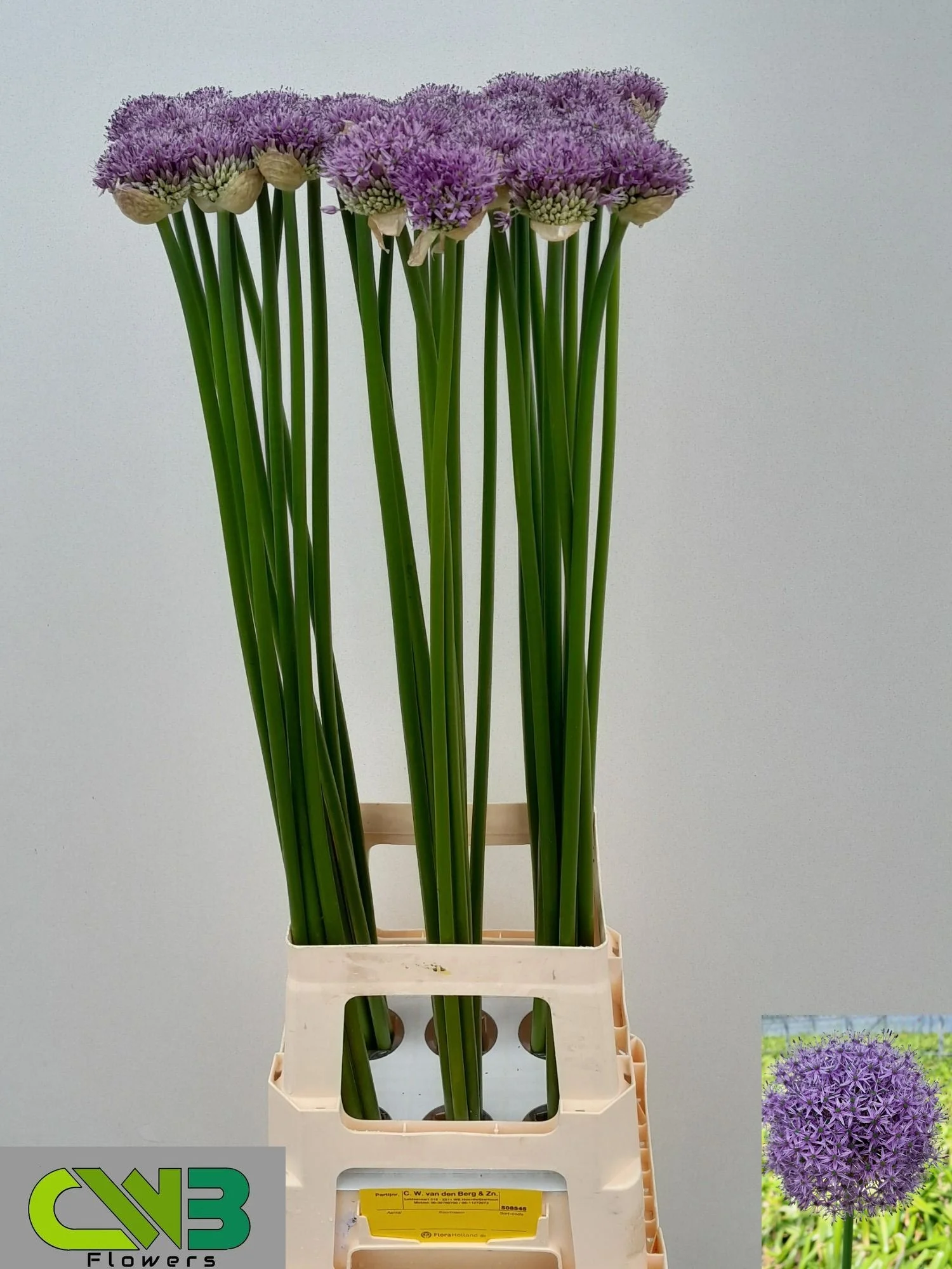 ALLIUM-GLADIATOR-90CM