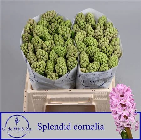 HYAC-SPLEND-CORNELIA-30CM