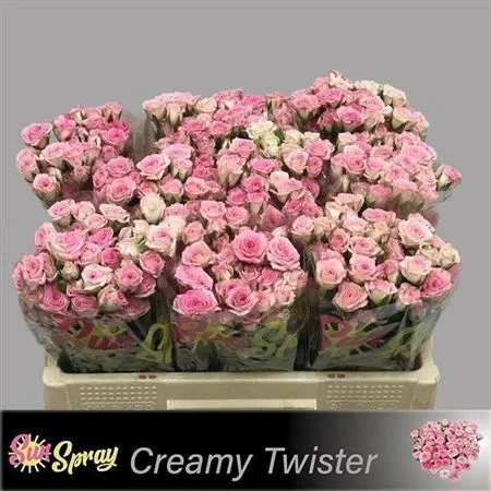 R-TR-CREAMY-TWISTER-50CM