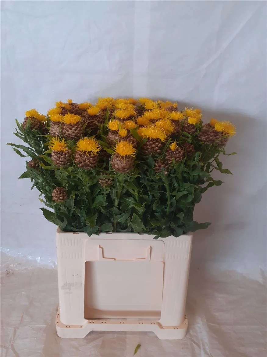 CENTAU-MACROCEPHALA-65CM-65CM