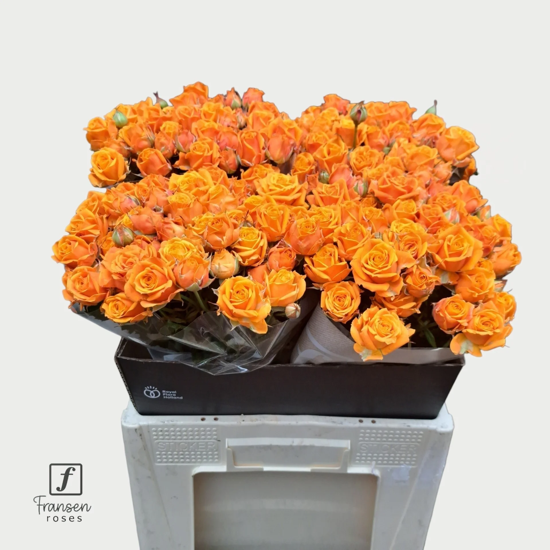 R-TR-ORANGE-QUEEN-60CM