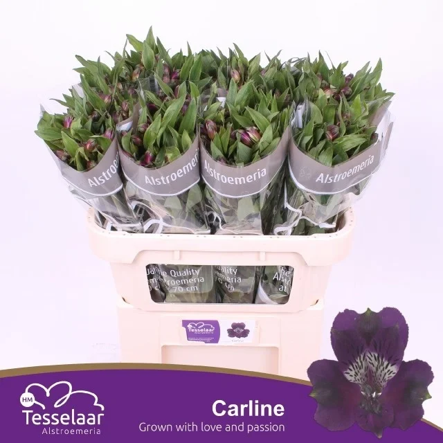 ALSTR-CARLINE-70CM