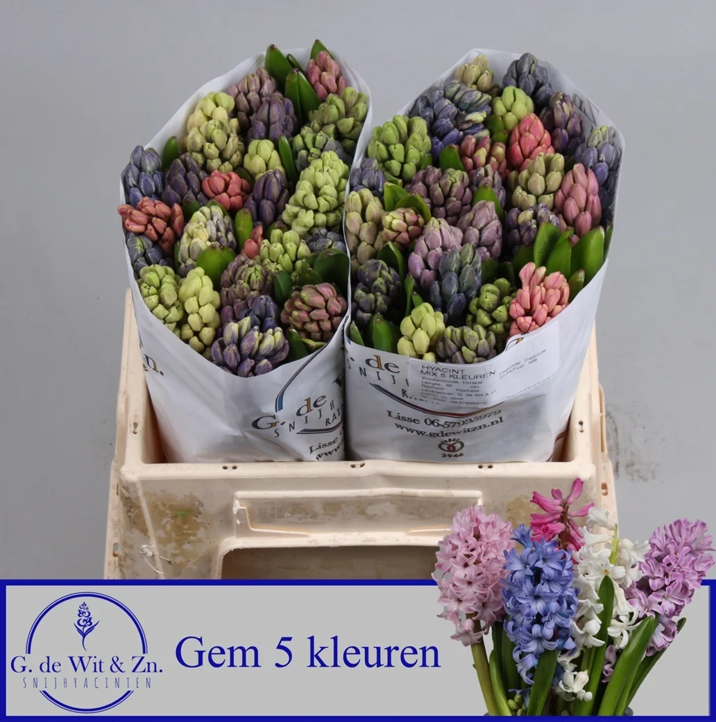 HYAC-GEM-5-KLEUREN-32CM