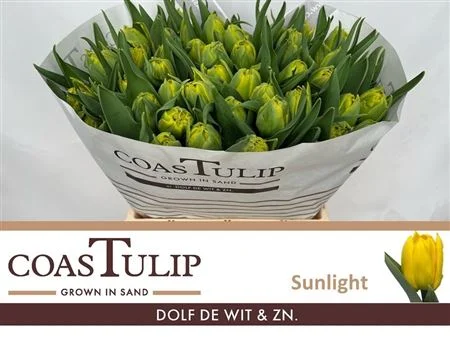 TU-COAS-DU-SUNLIGHT-45CM