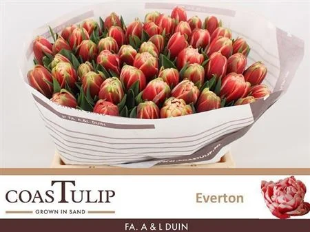 TU-COAS-DU-EVERTON-38CM